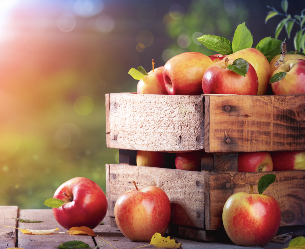 Harvest Celebration of Music and Flowers